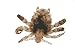 Pubic Lice - 24"W x 16"H - Peel and Stick Wall Decal by Wallmonkeys
