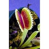 Dente Venus Fly Trap Plant - Carnivorous - Dionaea
