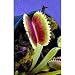Dente Venus Fly Trap Plant - Carnivorous - Dionaea