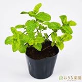 スペアミント 【苗】 9cmポット ＜当店は 苗 種 鉢 培養土 ニーム の専門店＞