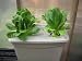 4 Site DWC Bubbler Hydroponic System Kit