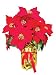 12 each: Celebrations Red Velvet Poinsettia Plant (BOWO900109ACE)