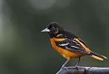 Northern Baltimore Oriole - 24"W x 16"H - Peel and Stick Wall Decal by Wallmonkeys