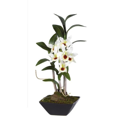 Dendrobium Pendulum w/Black Vase - White