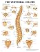 Anatomical Charts - The Vertebral Colum Flexible lamination with metal eyelets in each top corner for convenient wall hanging. Markable (write-on/write-off surface). Available size: 20&rdquo;W x 26&rdquo;H.