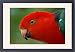Framed Prints of Male Australian King-parrot from ClownFish Photo
