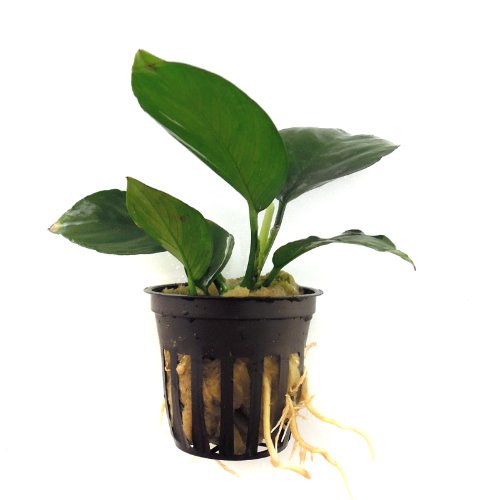 SubstrateSource Anubias barteri Live Aquatic Aquarium Plant
