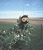 Bird-X SE-PAC Scare Eye Balloon, 3-Pack