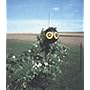 Bird-X SE-PAC Scare Eye Balloon, 3-Pack