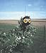 Bird-X SE-PAC Scare Eye Balloon, 3-Pack