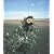 Bird-X SE-PAC Scare Eye Balloon, 3-Pack