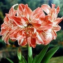 Lady Jane Double Amaryllis Bulb- Apricot Rose