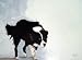 Border Collie Postcard Greeting Card