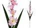 6 pcs Gladiolus Single Stems for Wedding Flowers Arrangements - 8 Colors