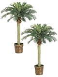 TWO 4' Phoenix Palm Tree in Basket Green