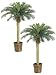 TWO 4' Phoenix Palm Tree in Basket Green