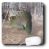 Jackie Popp Nature N Wildlife birds - Peacock dance - Mouse Pads
