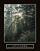 Attitude - Forest Light, Motivational Poster