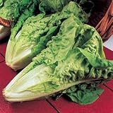 Parris Island Romaine Lettuce-3000 Seeds Excellent for Caesar salads