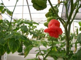 Jamaican Red Mushroom Hot Pepper 10+ seeds