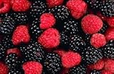 Blackberry 25 Seeds and Raspberry 25 Seeds Combination Seed Pack By Hinterland Trading