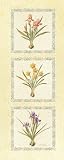 T.c. Chiu - Floral Bulbs I Size 20x8 by T.C. Chiu. CANVAS with 3/4 inch bars. 8.00 inches width by 20.00 inches height. Highest Quality Art Poster Print