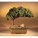 LOUSBONSAINURSERY JUNIPER BONSAI TREE (SALE)