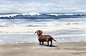 "Dachshund" Dog Art Print Signed by Artist DJ Rogers