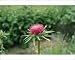 Photographic Prints of Milk Thistle from Ardea Wildlife Pets