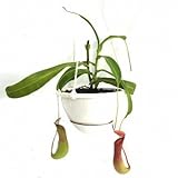食虫植物 Nepenthes Ventrata (ネペンテス ベントラーター)