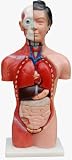Torso, weiblich, 45cm, 15-teilig, Anatomie Lehrmodell für Schule und Studium