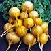 Rare Yellow Radish 200 Seeds -Heirloom-Excellent Flavor