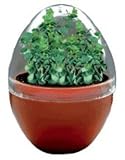 Micro-Terrariums - Aromatic Eucalyptus