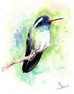 Hummingbird Watercolor Print, Blue Chinned Sapphire, Hummingbird Decor, Hummingbird Wall Art, Bird Gifts