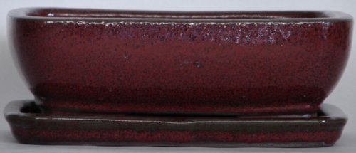 BuyBonsai's Bonsai Pot 8 Rectangle Red with Tray