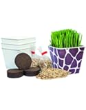 Priscilla's Pet Kitty Cat Grass Giraffe Combo (3 Pack Kit) Planter Container