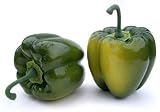 Artificial Green Bell Pepper, Box of 6 Artificial Green Bell Pepper, Box of 6