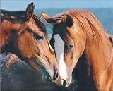Horses (Tenderness) Art Poster Print Mini Poster Mini Poster Print, 20x16