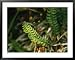 Aleutian Shield Fern, an Endangered Plant Found Only on Adak Island National Geographic Collection Framed Art Poster Print by Joel Sartore, 39x31