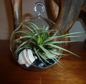 Air Plant in 5.5" Round Glass Terrarium with Pebbles, Rock, Shell, and Twine
