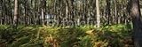 IMAGE OF Wallmonkeys Peel and Stick Wall Decals - Panorama D'une Forêt - 18