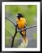 Male Baltimore Oriole Framed Art Poster Print by Adam Jones, 39x49