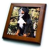 Dogs Bernese Mountain Dog - Bernese Mountain Dog - Framed Tiles