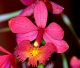 Joseph Lii Epidendrum Starter Orchid Plant - SALE*