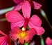 Joseph Lii Epidendrum Starter Orchid Plant - SALE*