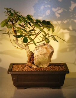 Ficus Bonsai Tree - With Rock<br><i>(ficus natalensis)</i>