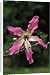 Canvas Prints of FG-12158 Brazilian Floss SILK Tree - flower from Ardea Wildlife Pets