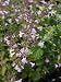 Pflanzenset: 3 x Calamintha nepeta - Steinquendel, Bergminze
