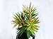 8 Capensia Bush, Artificial Plant by StarPlants