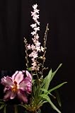 Wilsonara Opalescent orchid near blooming size